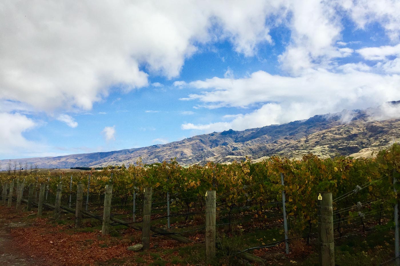 The southernmost wine-producing region in the world