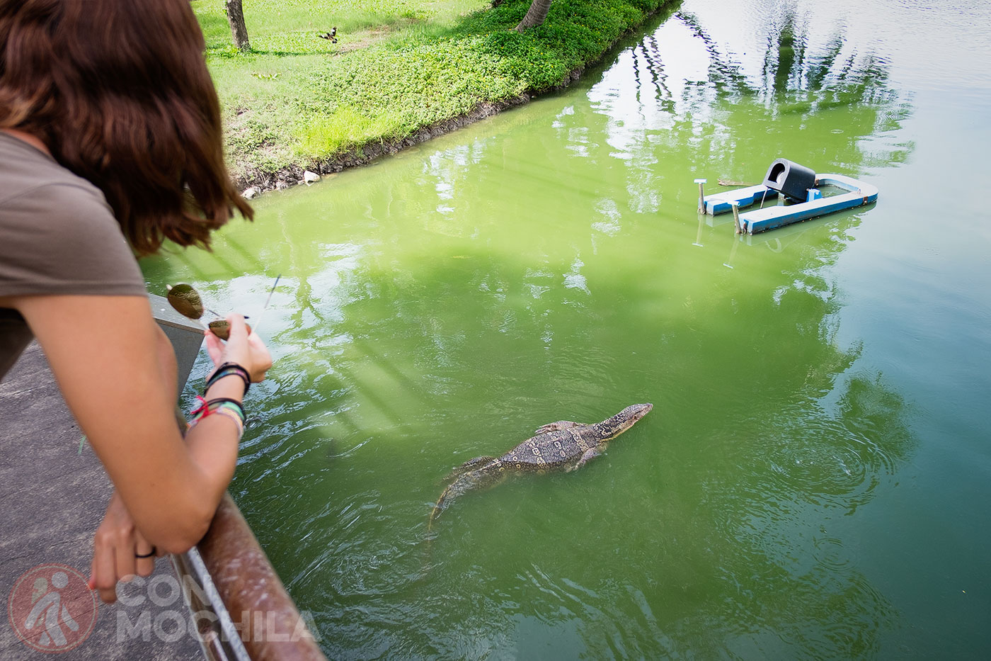 One of the monitor lizards