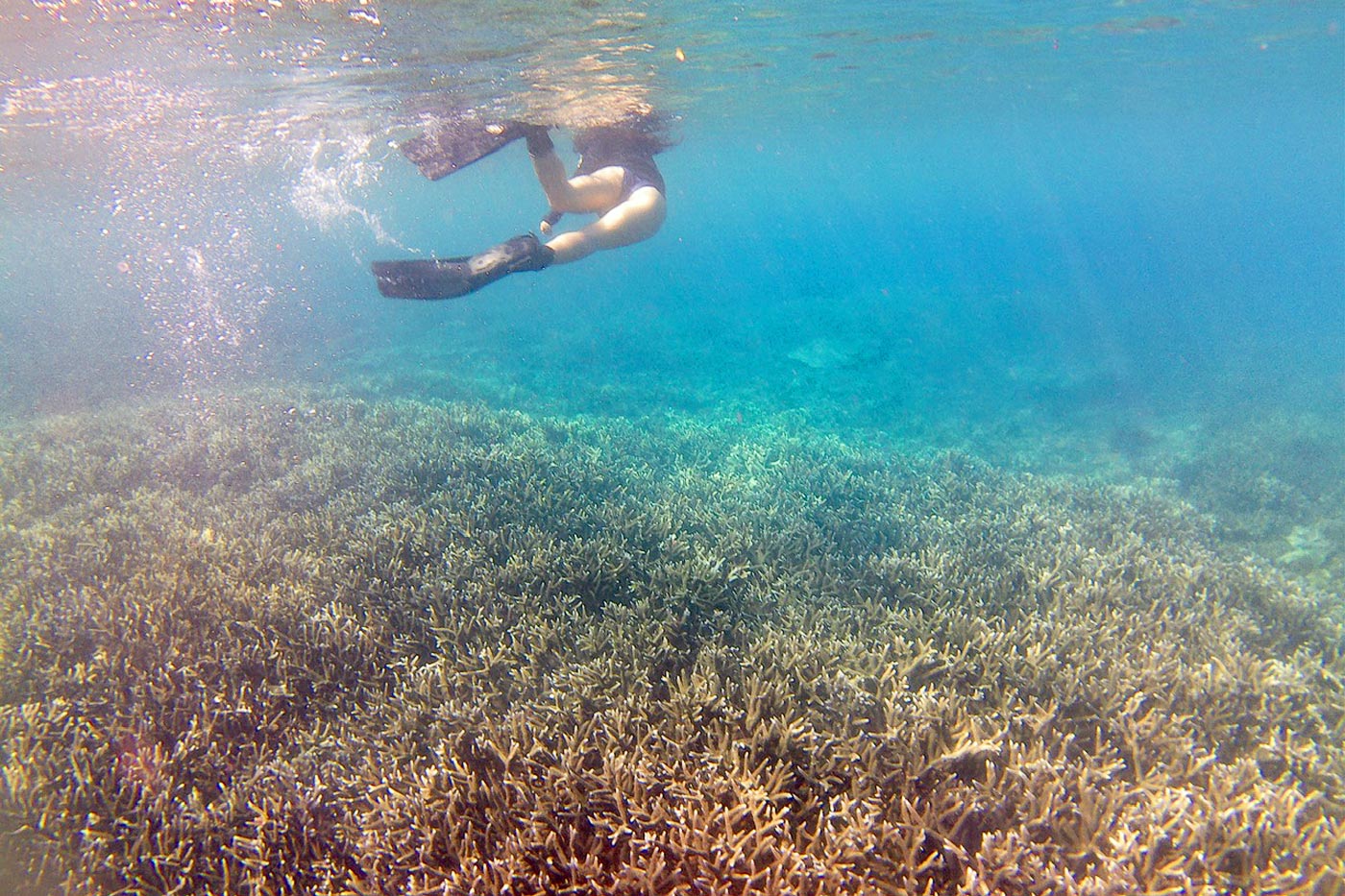 Snorkeling on Great Keppel Island