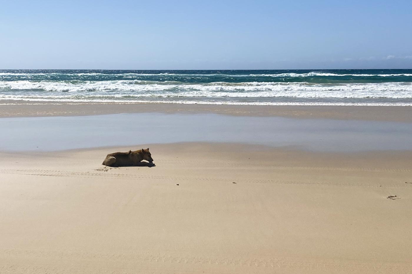 Dingo eating marine debris