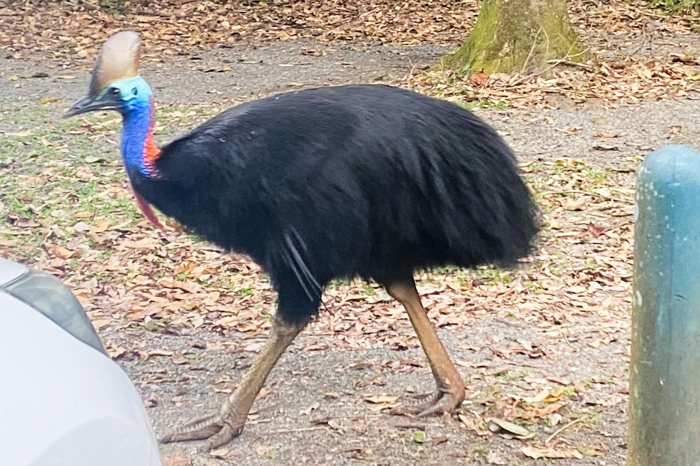 Cassowary
