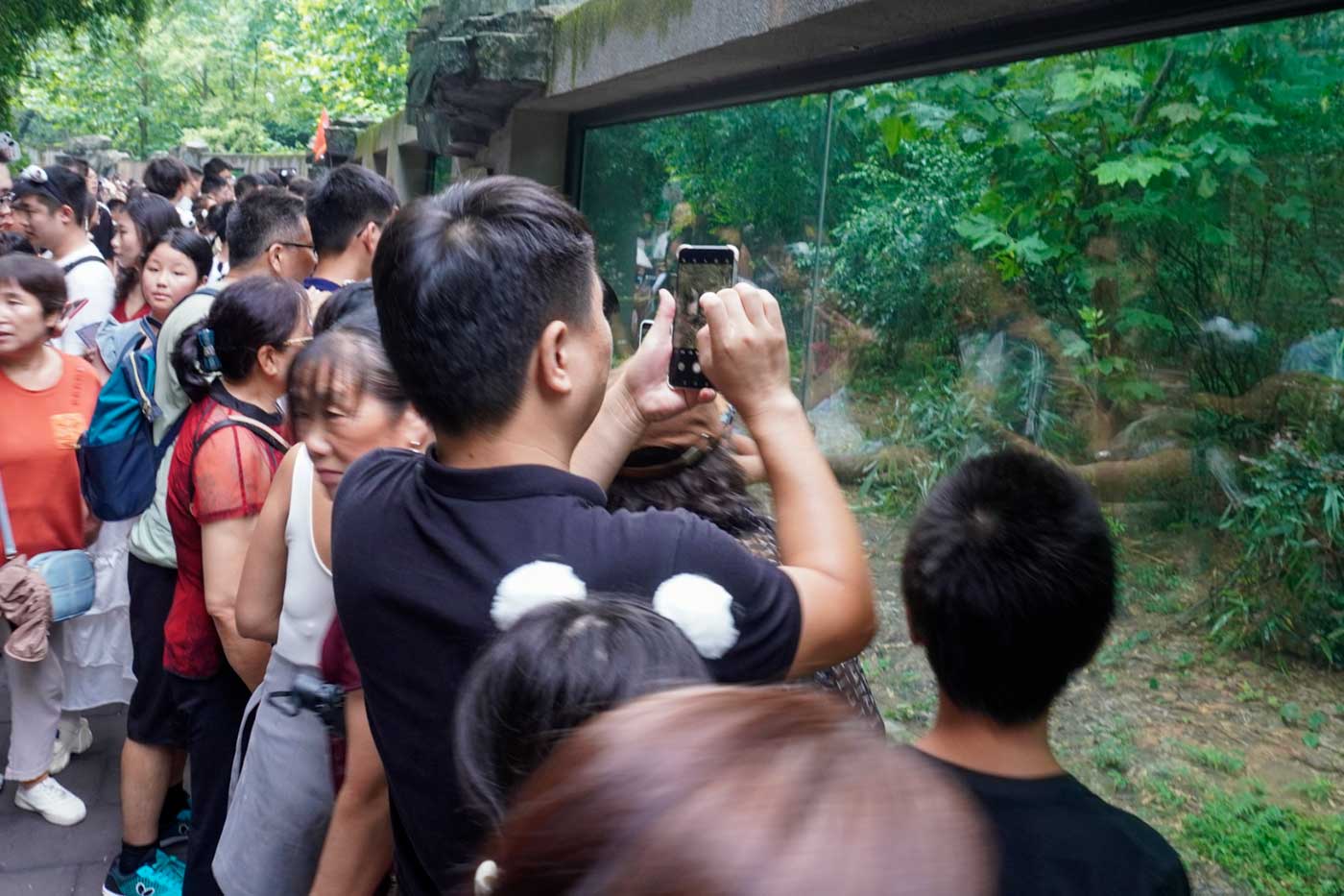 A glass enclosure protects the pandas from tourists.