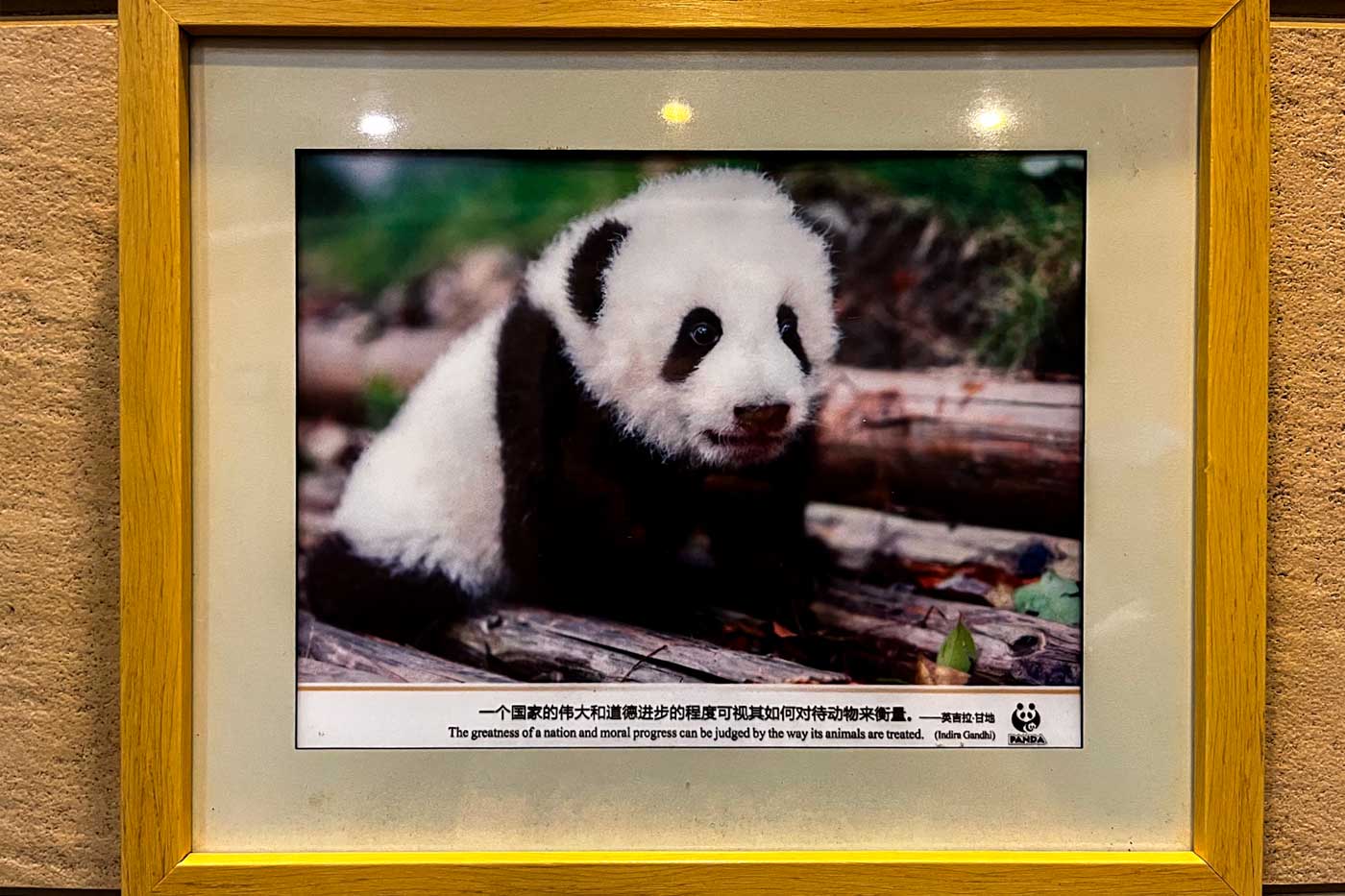 In front of a urinal in the center you find quotes from Gandhi with pictures of pandas