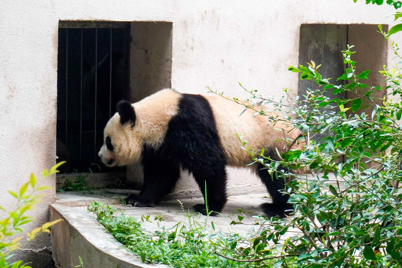 A panda at the research center seeks refuge from the August heat