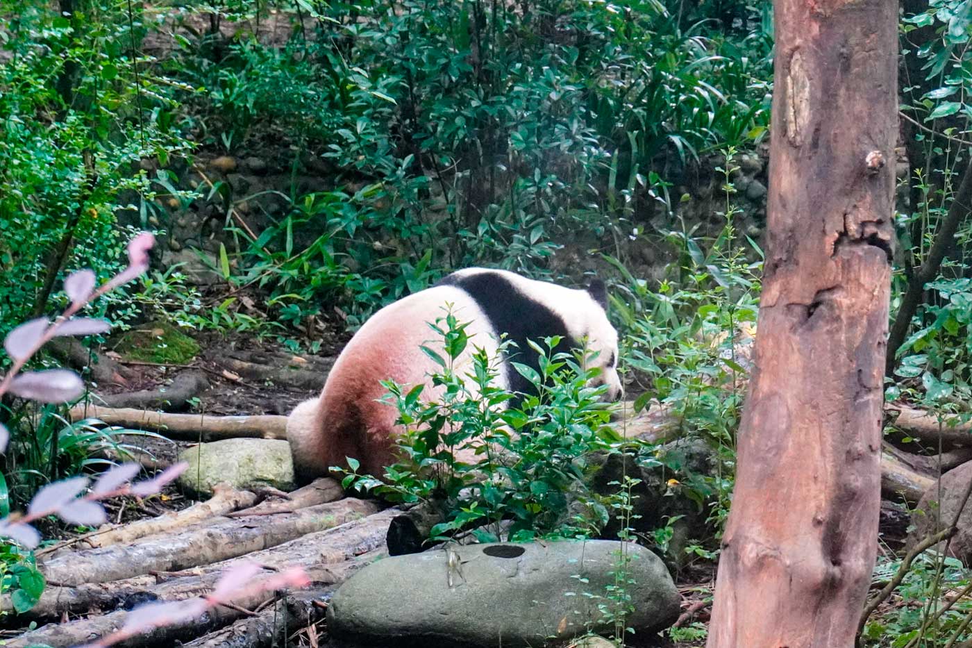 A panda turns its back on the visitors