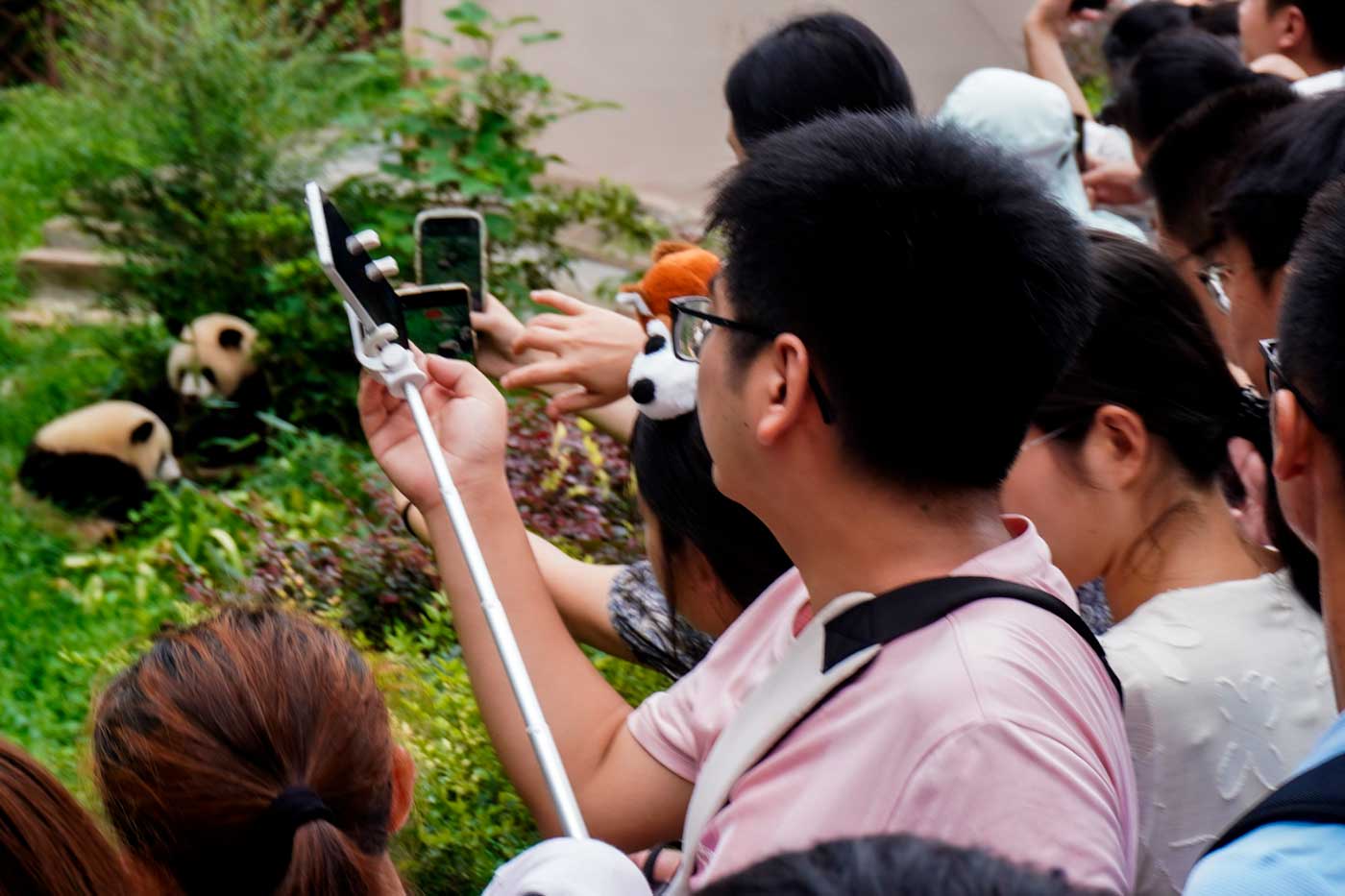 Photo taken with zoom; the pandas were farther away than it appears