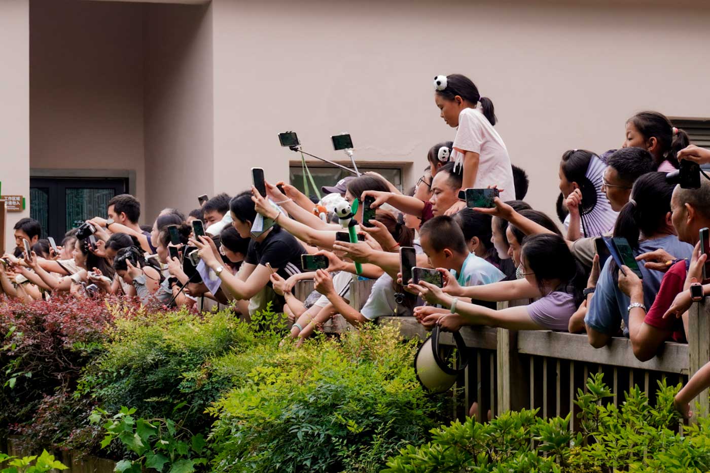 Tourists excited when a panda appears