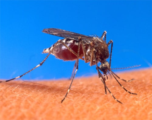 Mosquito Aedes aegypti transmisor del dengue
