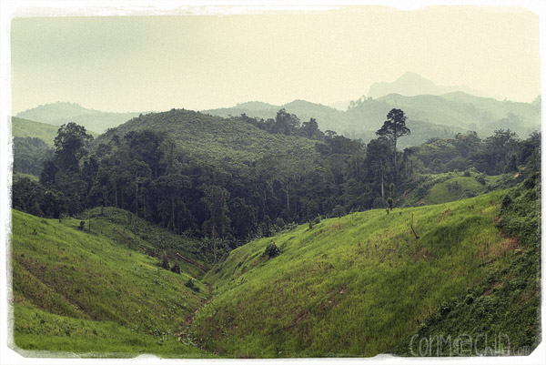 Antes de entrar en la selva