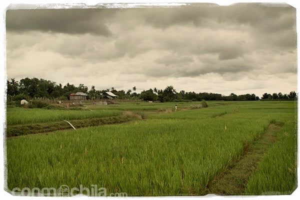 Paisajes de Koh Trong