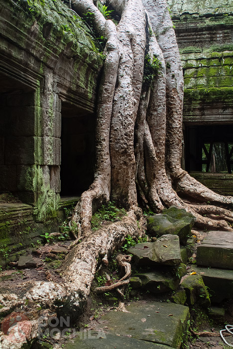 Raíces en Ta Prohm