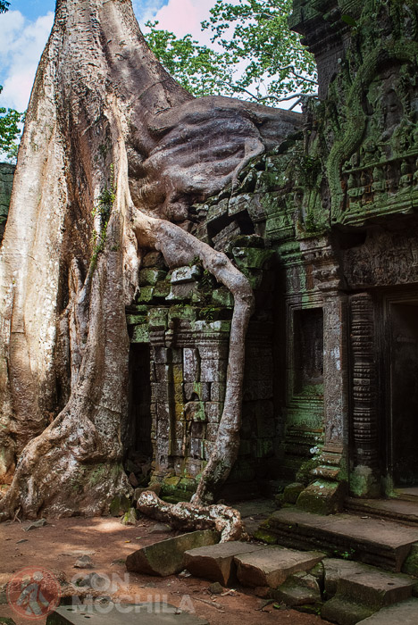 Más raíces engullendo los muros en Ta Prohm