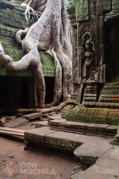Raíces típicas de Ta Prohm y templo
