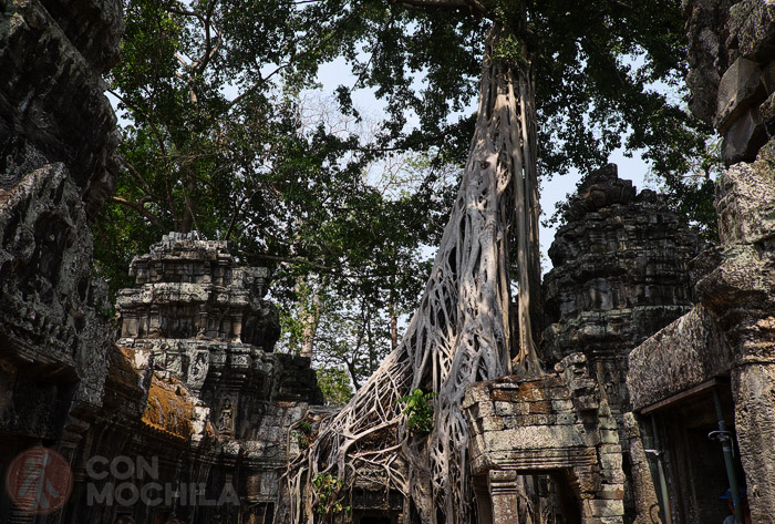 Una vista general de Ta Prohm