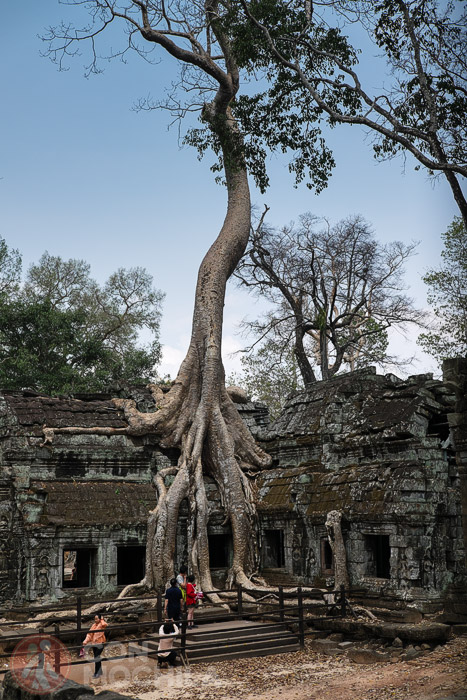 El enorme árbol cogido al templo en Ta Prohm