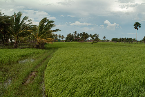 Bellos paisajes de arroz