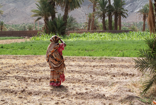 Mujer en el palmeral
