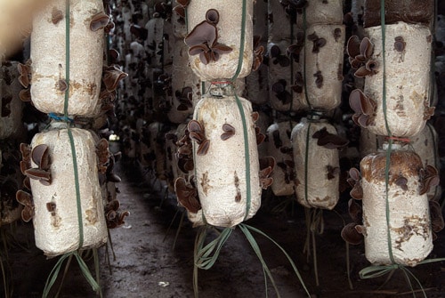 Cultivo de setas