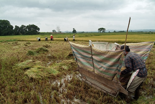 Cultivo de arroz
