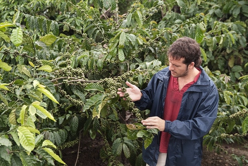 Plantaciones de café