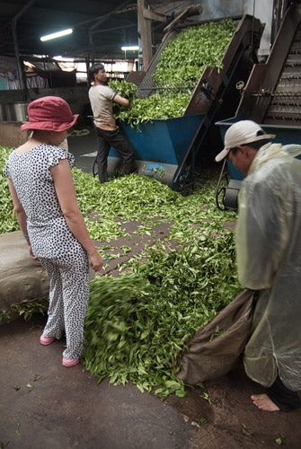 Fábrica de tostado de té