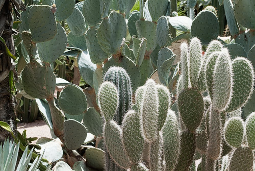 Cactus ante el imponente sol de mediodía