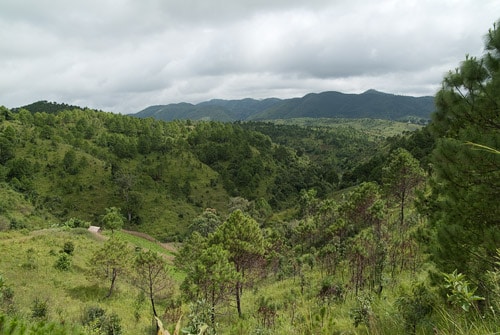 Verde, verde y más verde