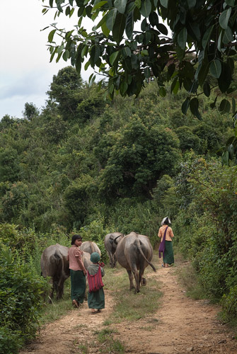 Los niños con el ganado