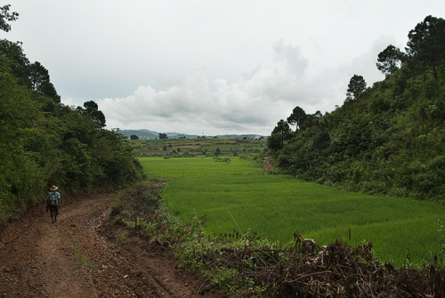 Pequeño arrozal en el valle