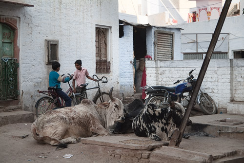 Las vacas, las dueñas de la calle Las vacas, las dueñas de la calle