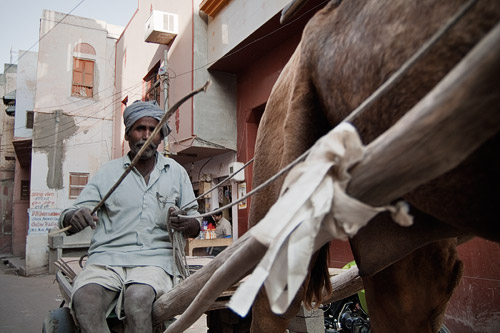 Camellos por las calles Camellos por las calles