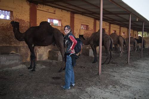 Los camellos en su establo