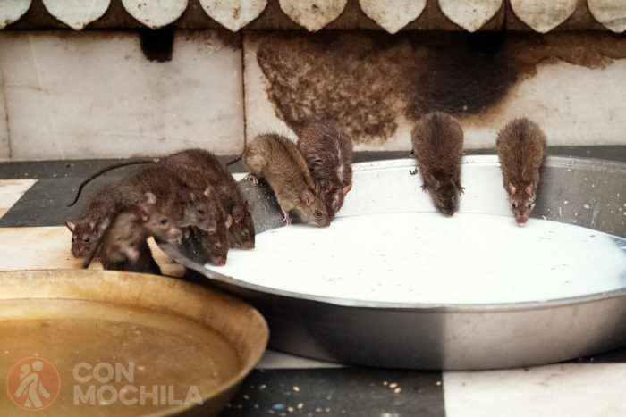 Agua y leche para que nos les falte de nada