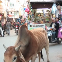 img india video 17