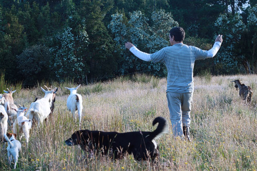 Llevando a las cabras a ordeñar. WOOFing en Chile
