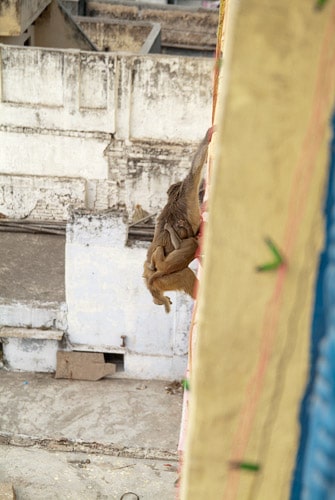 Una de las monas con un bebé en brazos