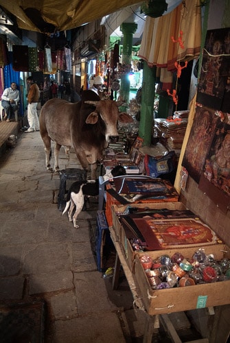 El toro deambulante