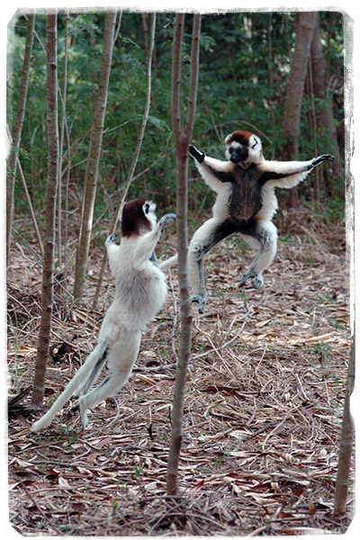 El Sifaka de Verreaux