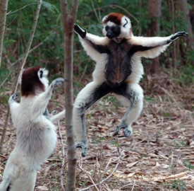 El Sifaka de Verreaux