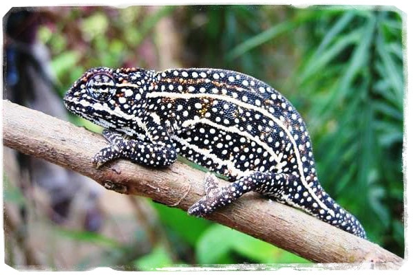 El camaleón Furcifer campani