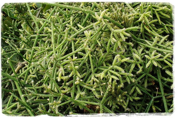 Rhipsalis baccifera (Foto @D. L. Nickrent)