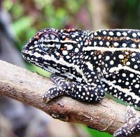 El camaleón Furcifer campani