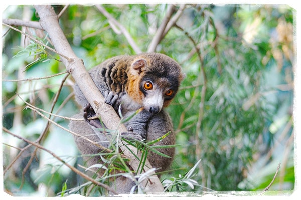 Eulemur Mongoz (Foto: @animaux-photo. com)