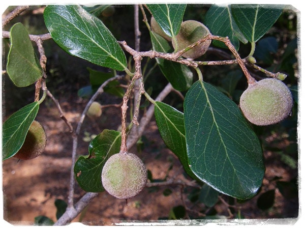 Baudouinia fluggeiformis (Foto: @Peter Phillipson)
