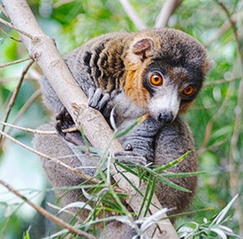 Eulemur mongoz