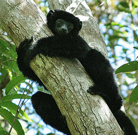 Propithecus perrieri (Foto: © campuslife.berkeley.edu)