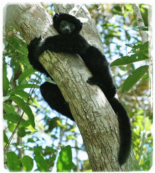 Propithecus perrieri (Foto: © campuslife.berkeley.edu)