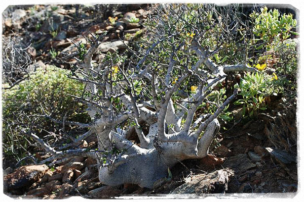 Commiphora sp (Foto: @Alberto Ballerio)