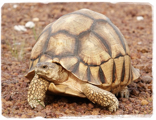 La tortuga Astrochelys yniphora (Foto: © Anders G.J. Rhodin)