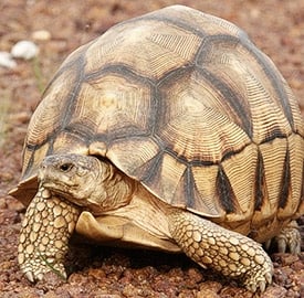 La tortuga Astrochelys yniphora (Foto: © Anders G.J. Rhodin)
